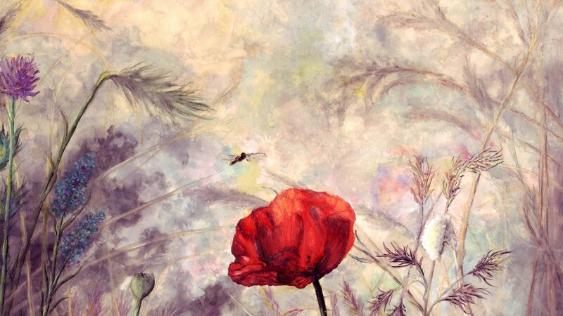 Wildflowers in a meadow
