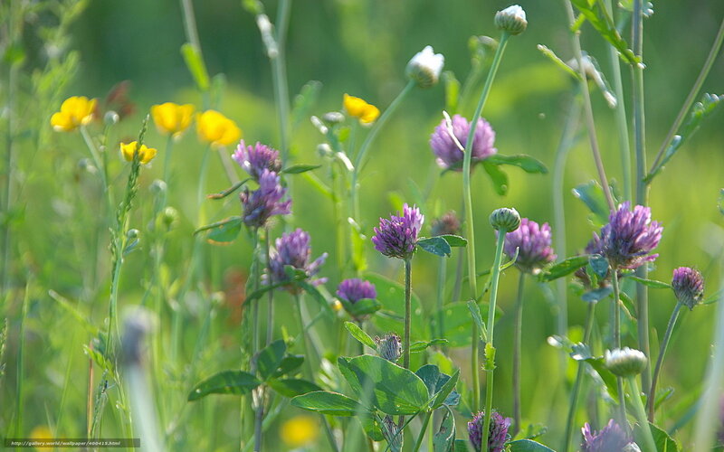 Wildflowers in a meadow