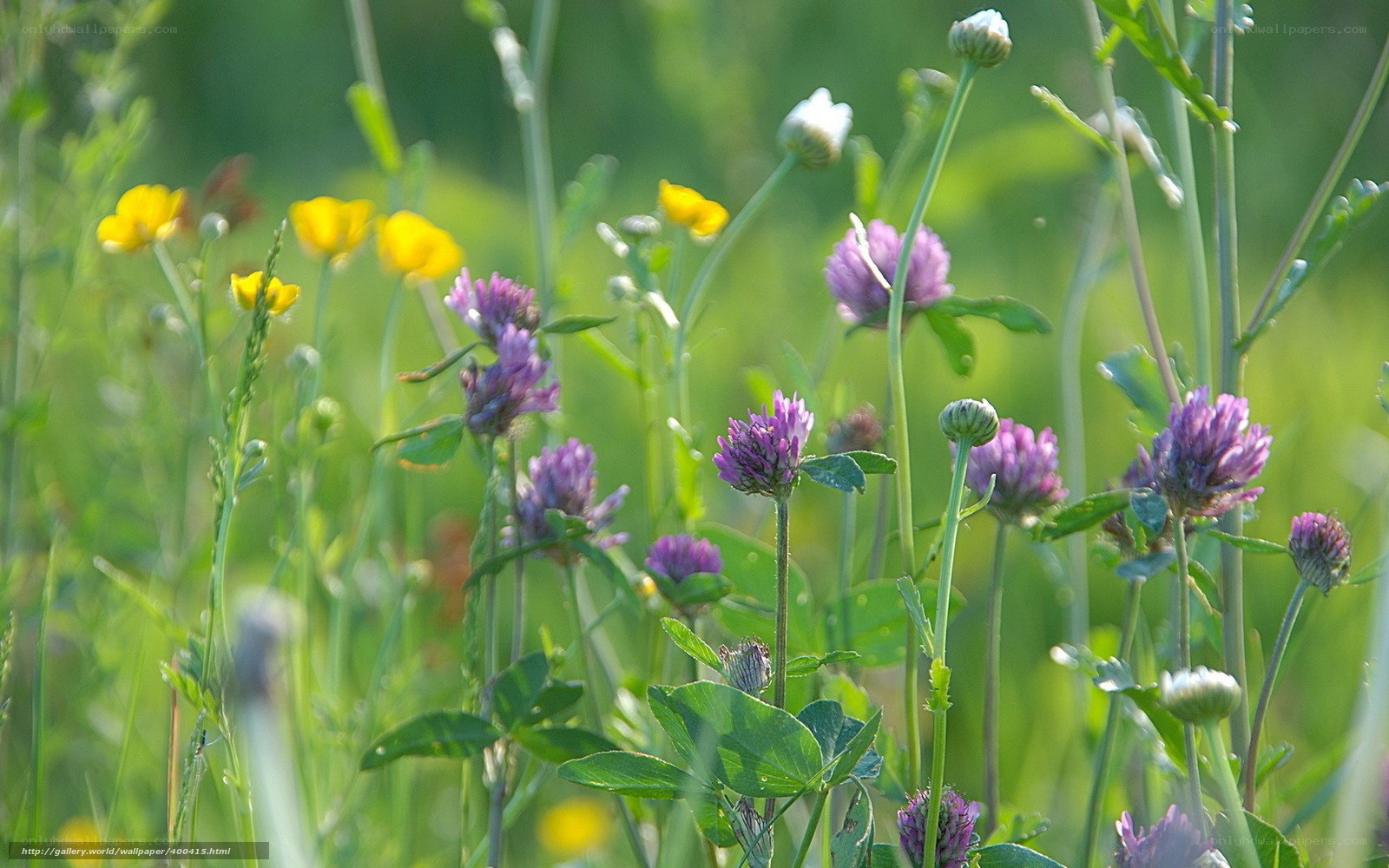 Wildflowers in a meadow