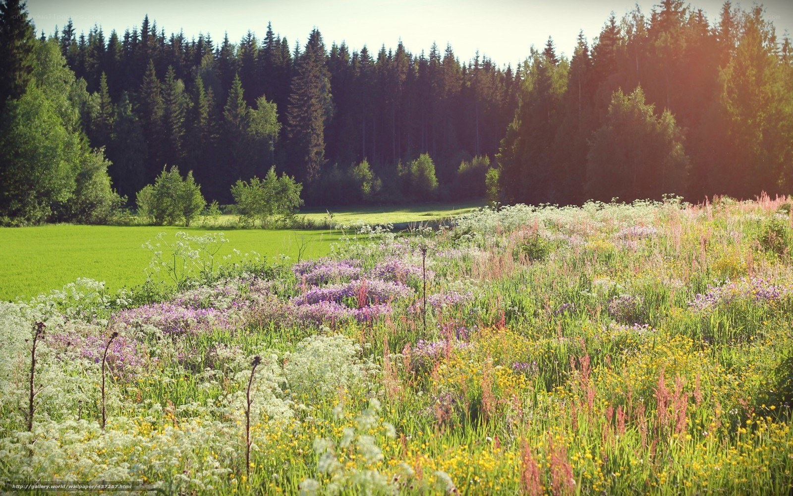Wildflowers in a meadow