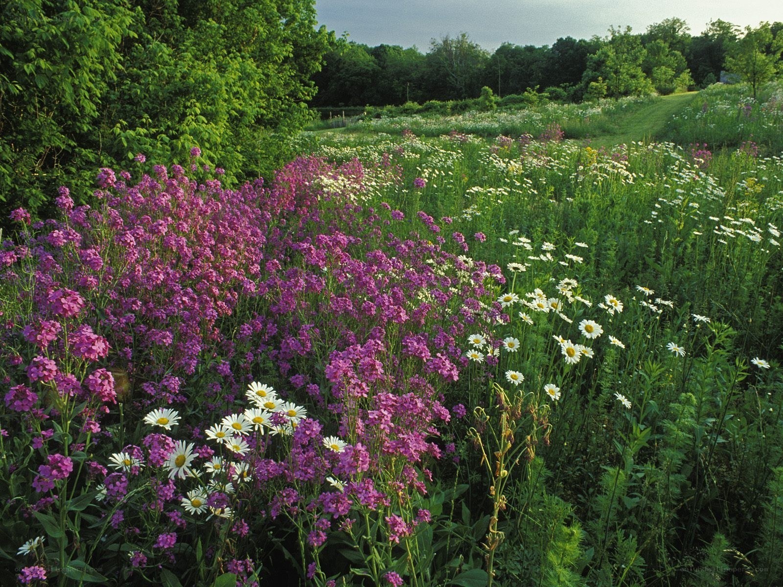 Wildflowers in a meadow