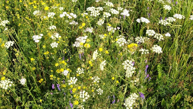 wildflowers in a meadow