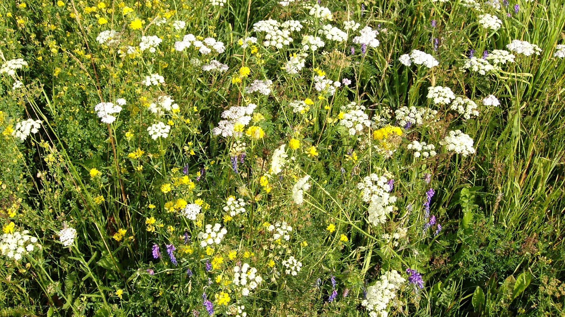wildflowers in a meadow