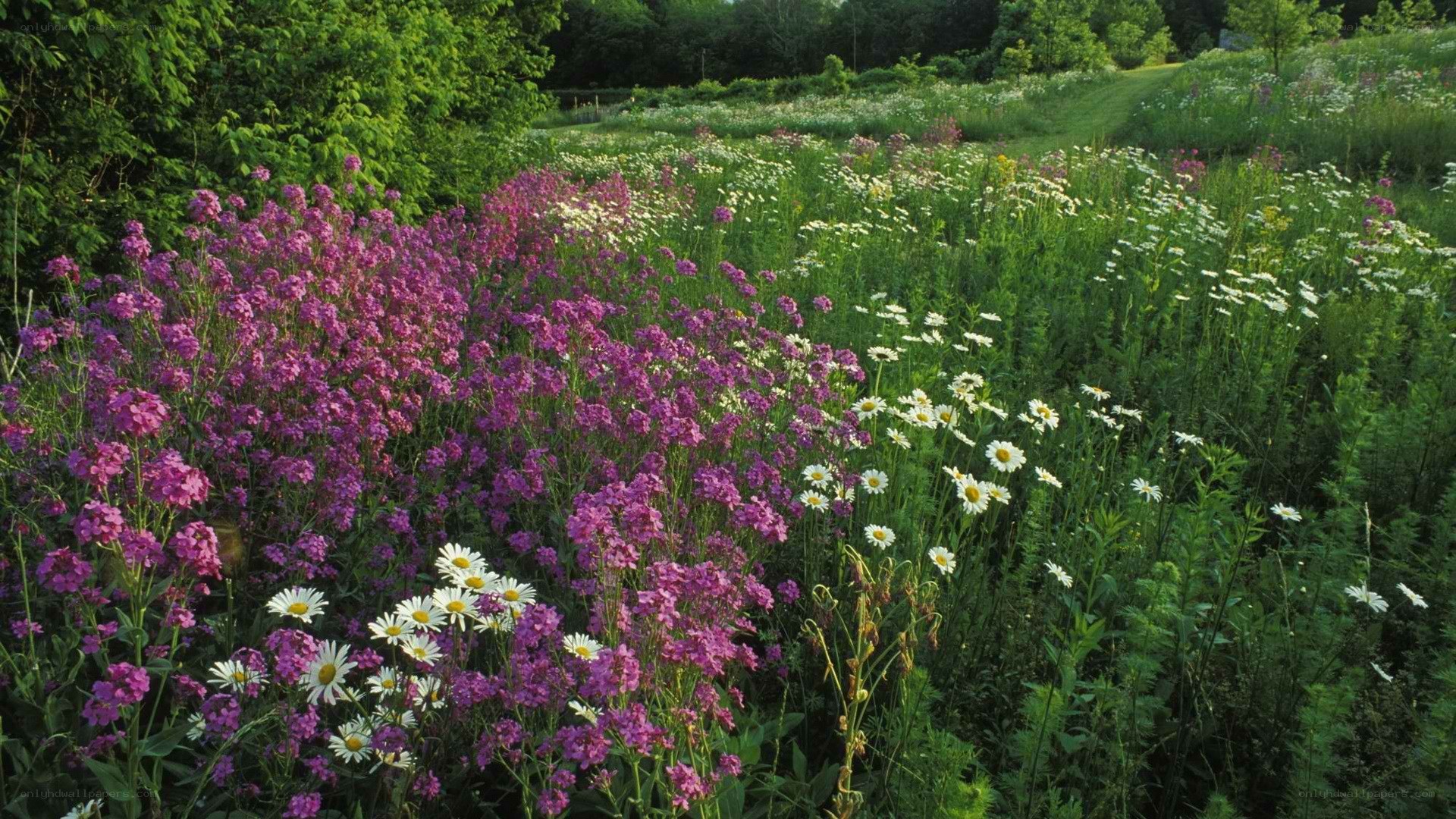 Wildflowers in a meadow