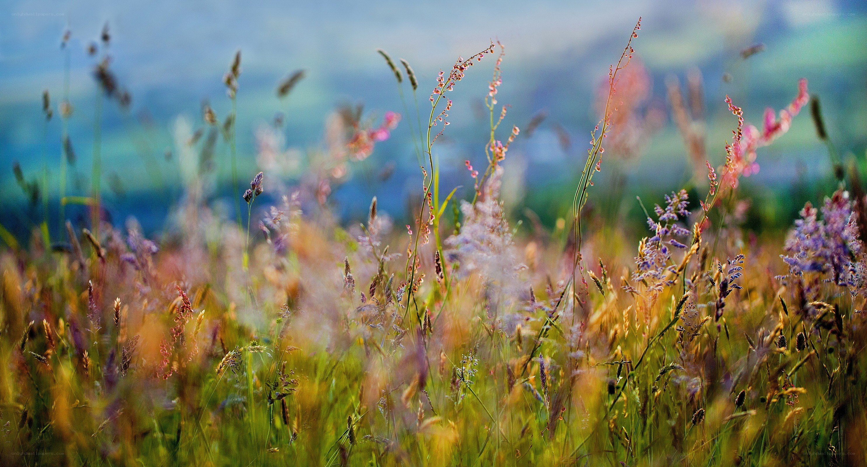 Wildflowers in a meadow