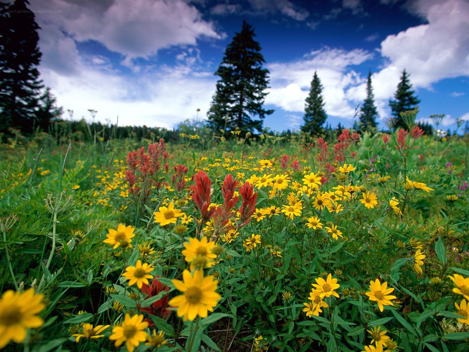 Wildflowers in a meadow