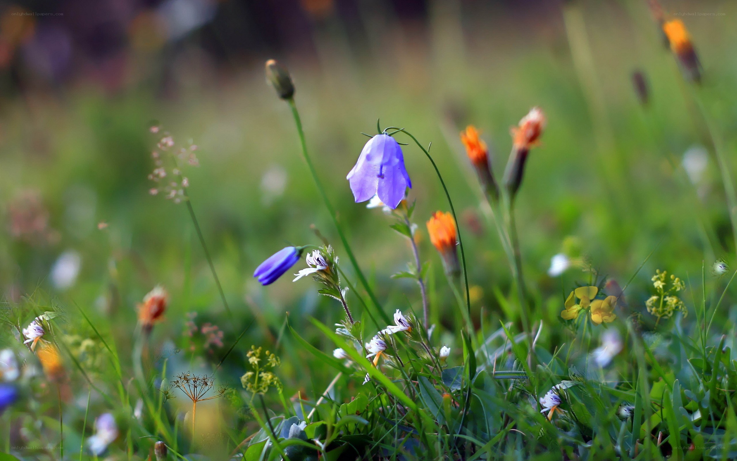 Wildflowers in a meadow