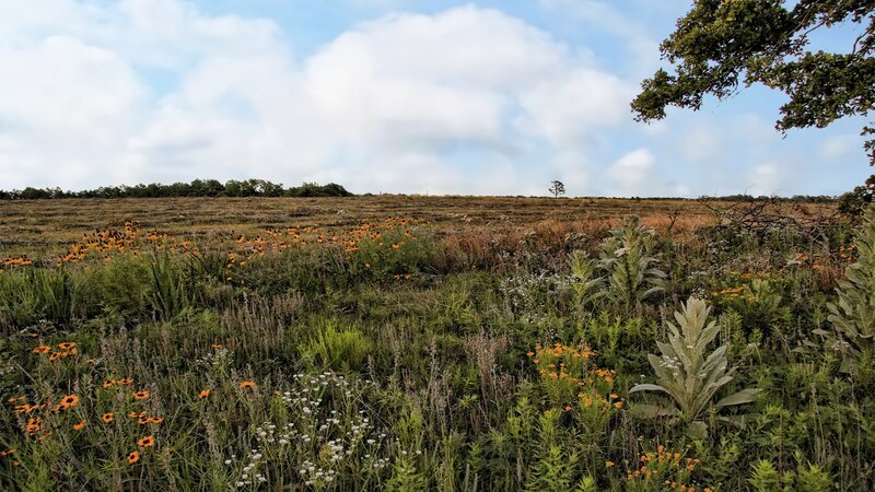 Wildflowers in a meadow