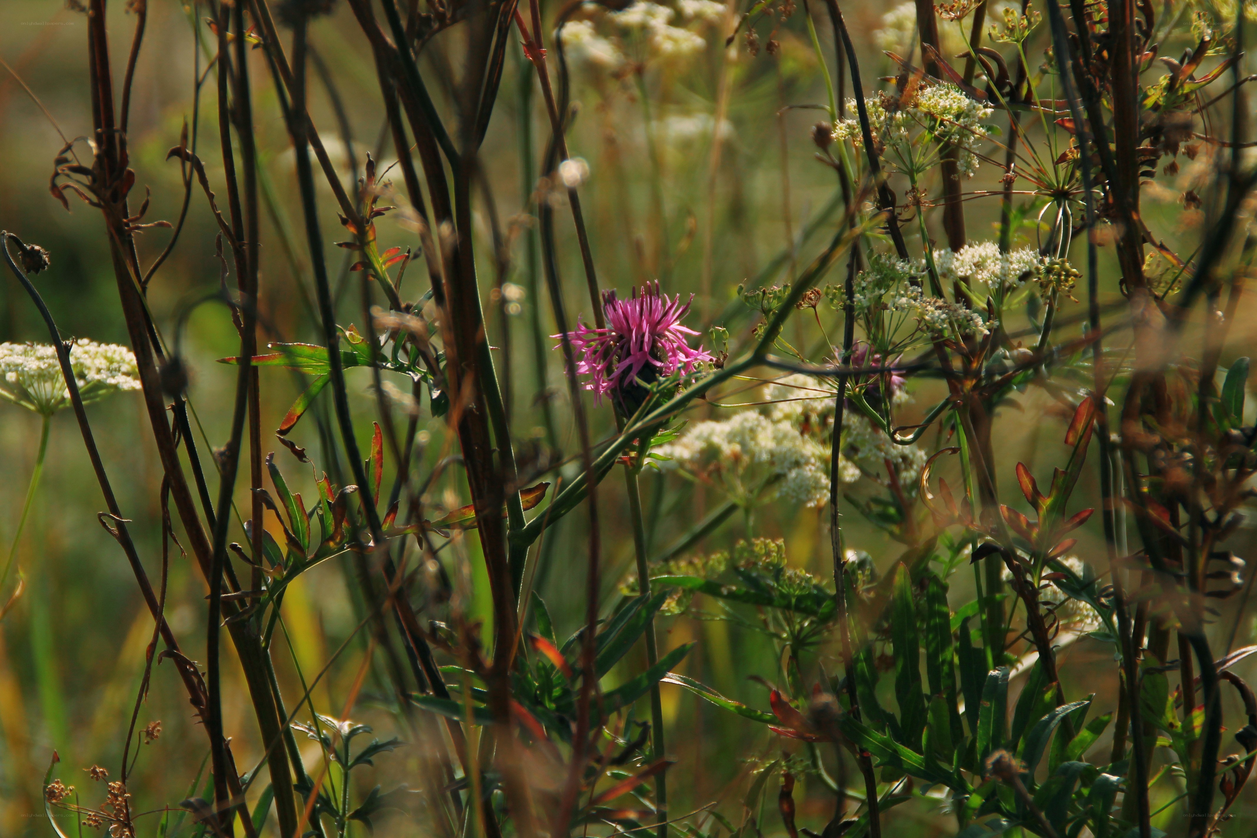 Wildflowers in a meadow