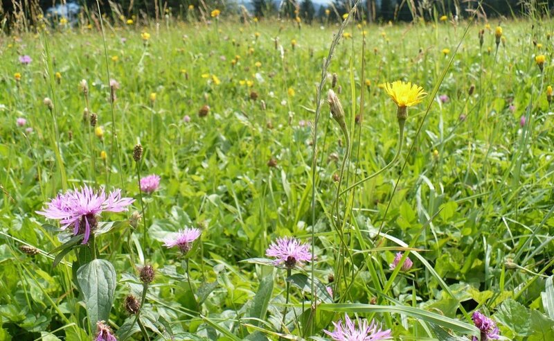 Wildflowers in a meadow