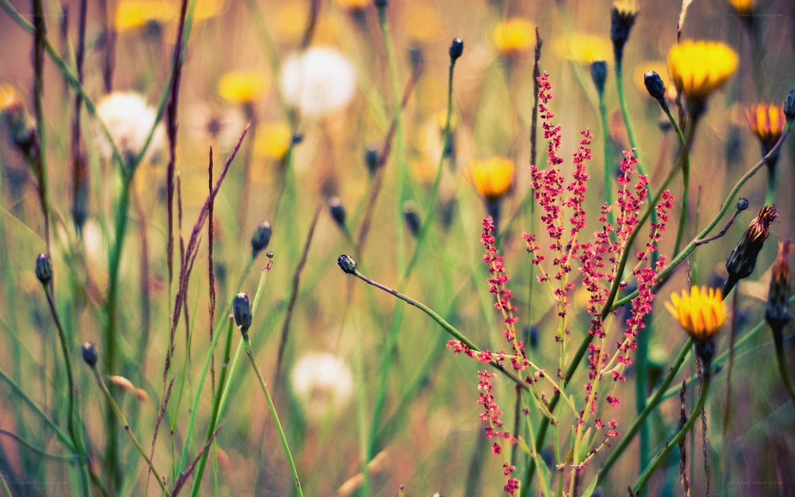 Wildflowers in a meadow