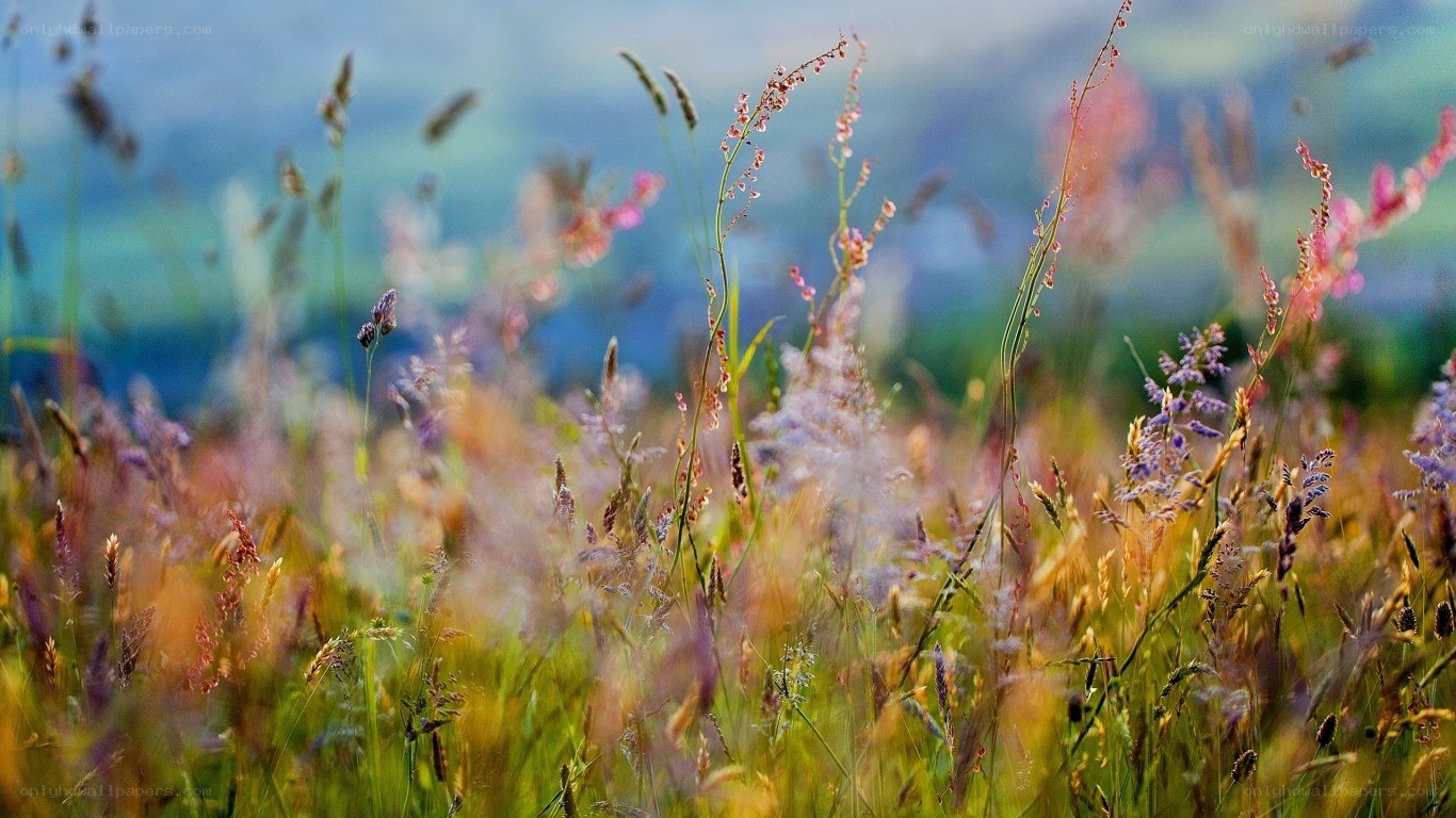 Wildflowers in a meadow