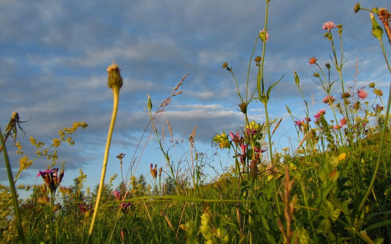 Wildflowers in a meadow