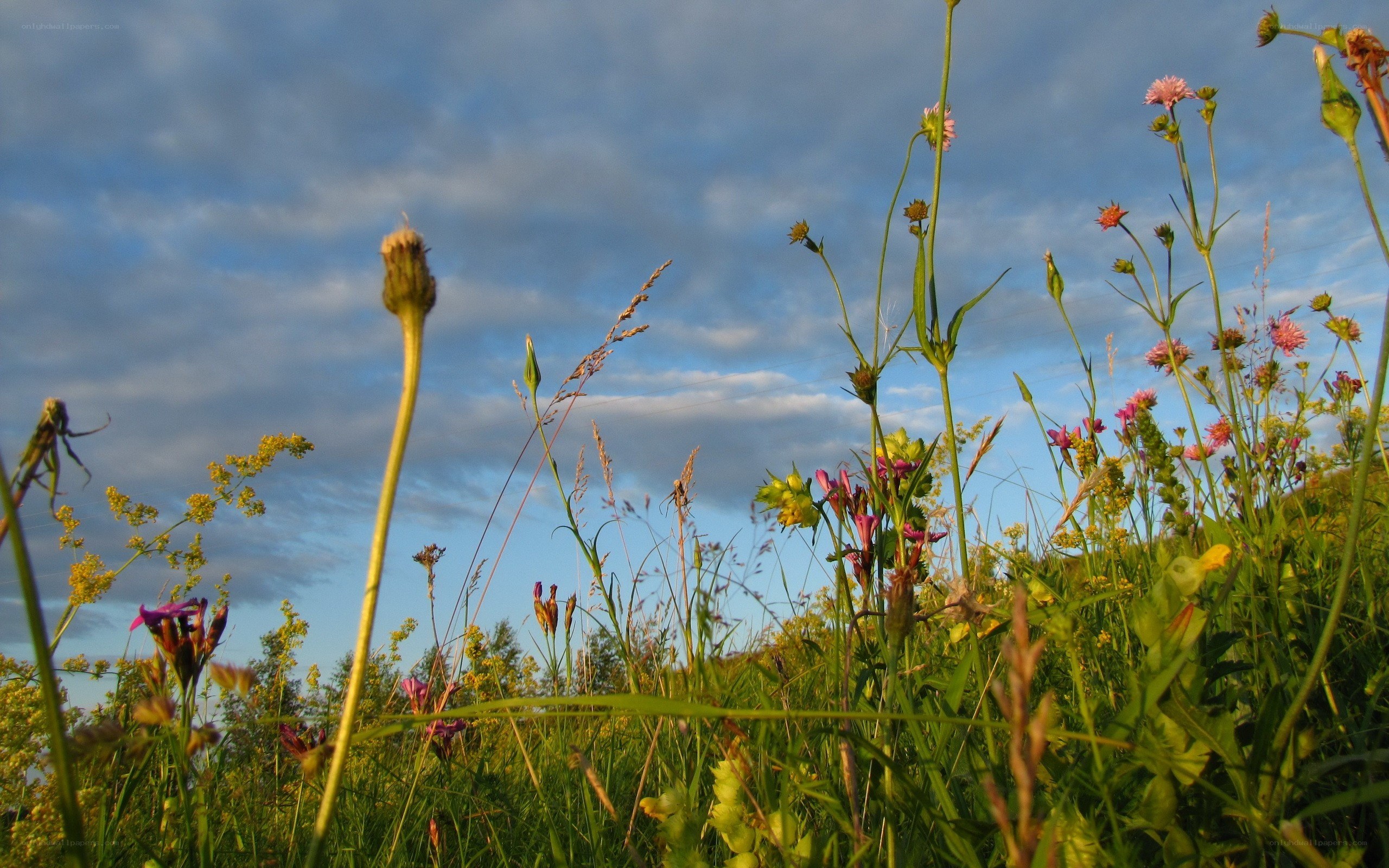 Wildflowers in a meadow