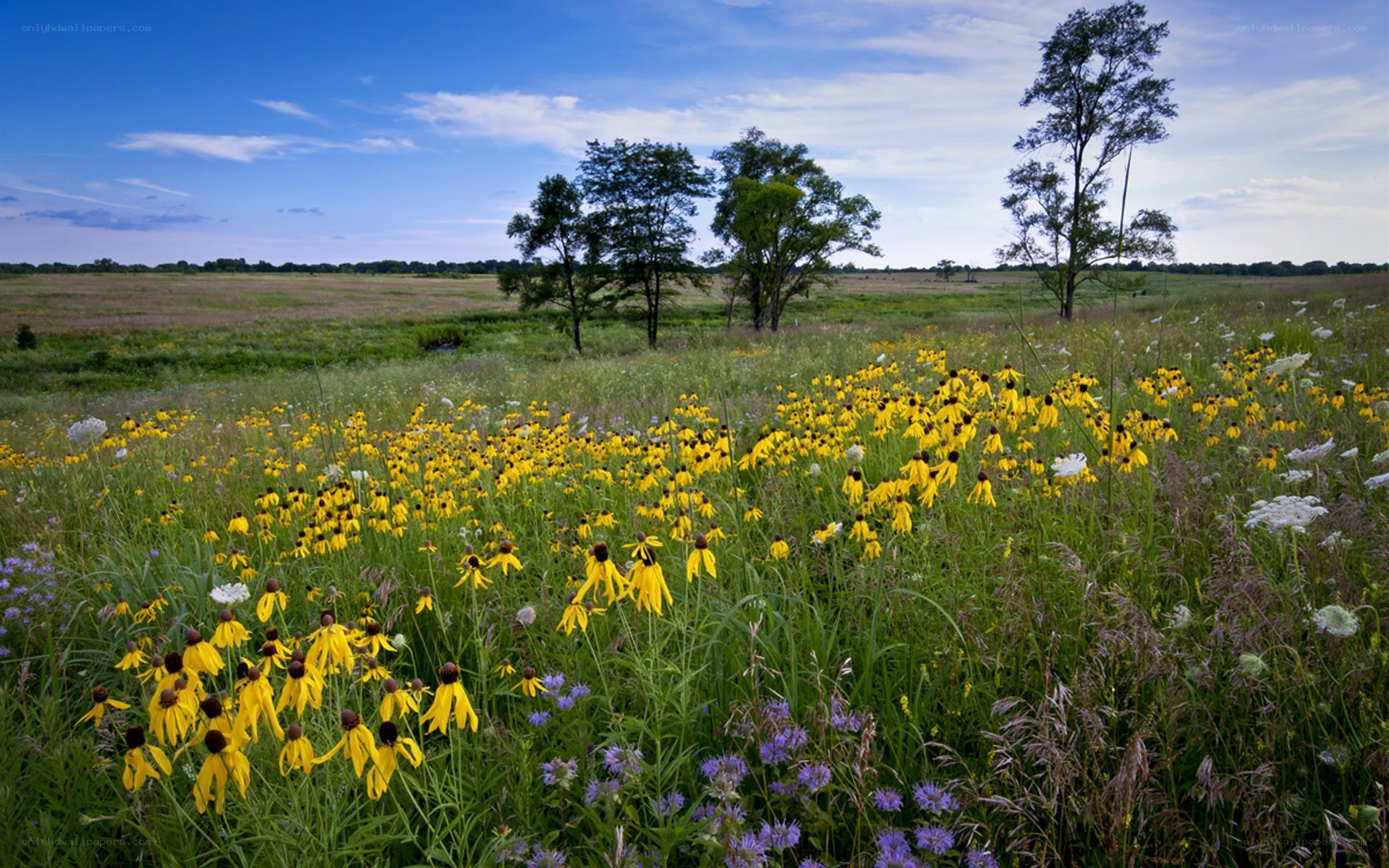 Wildflowers in a meadow