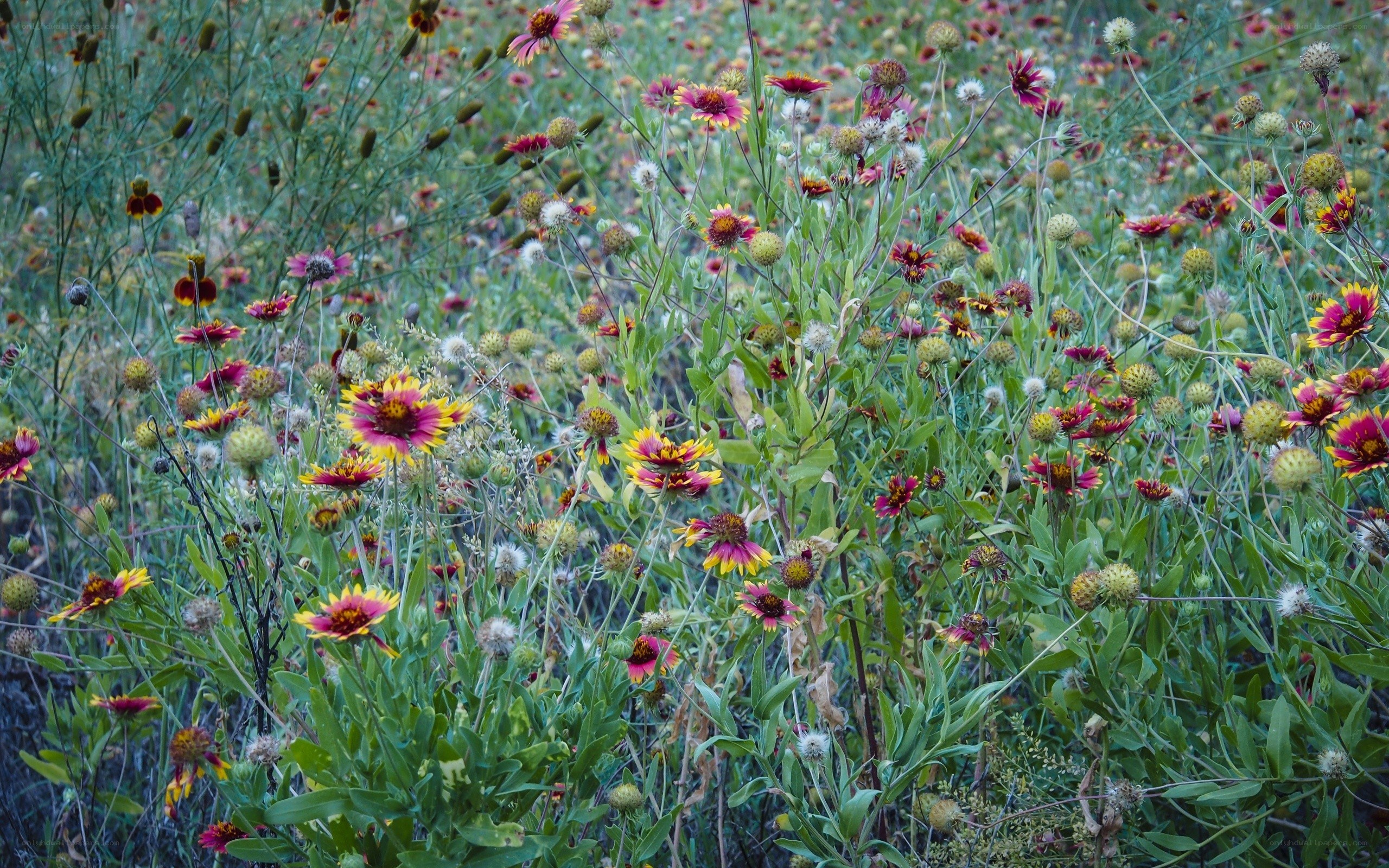 wildflowers in a meadow