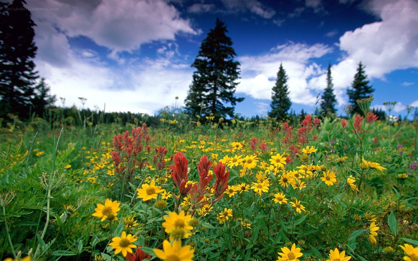 Wildflowers in a meadow