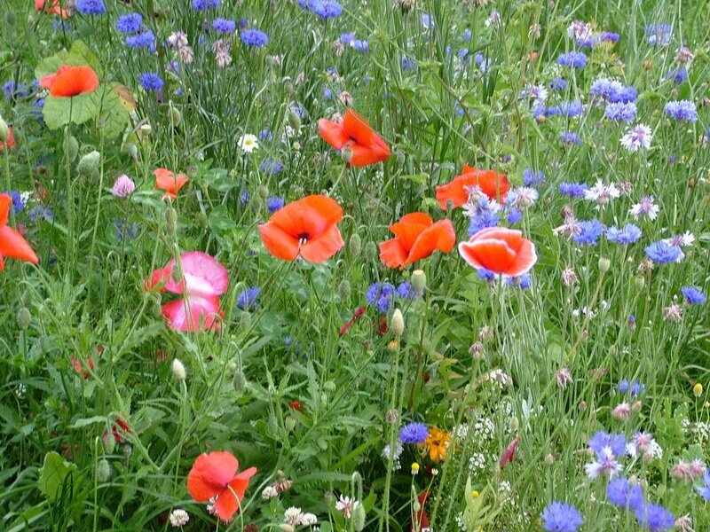 Wildflowers in a meadow