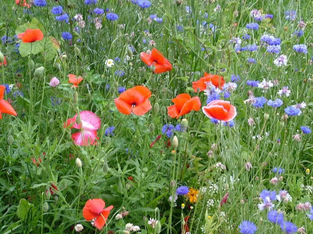 Wildflowers in a meadow