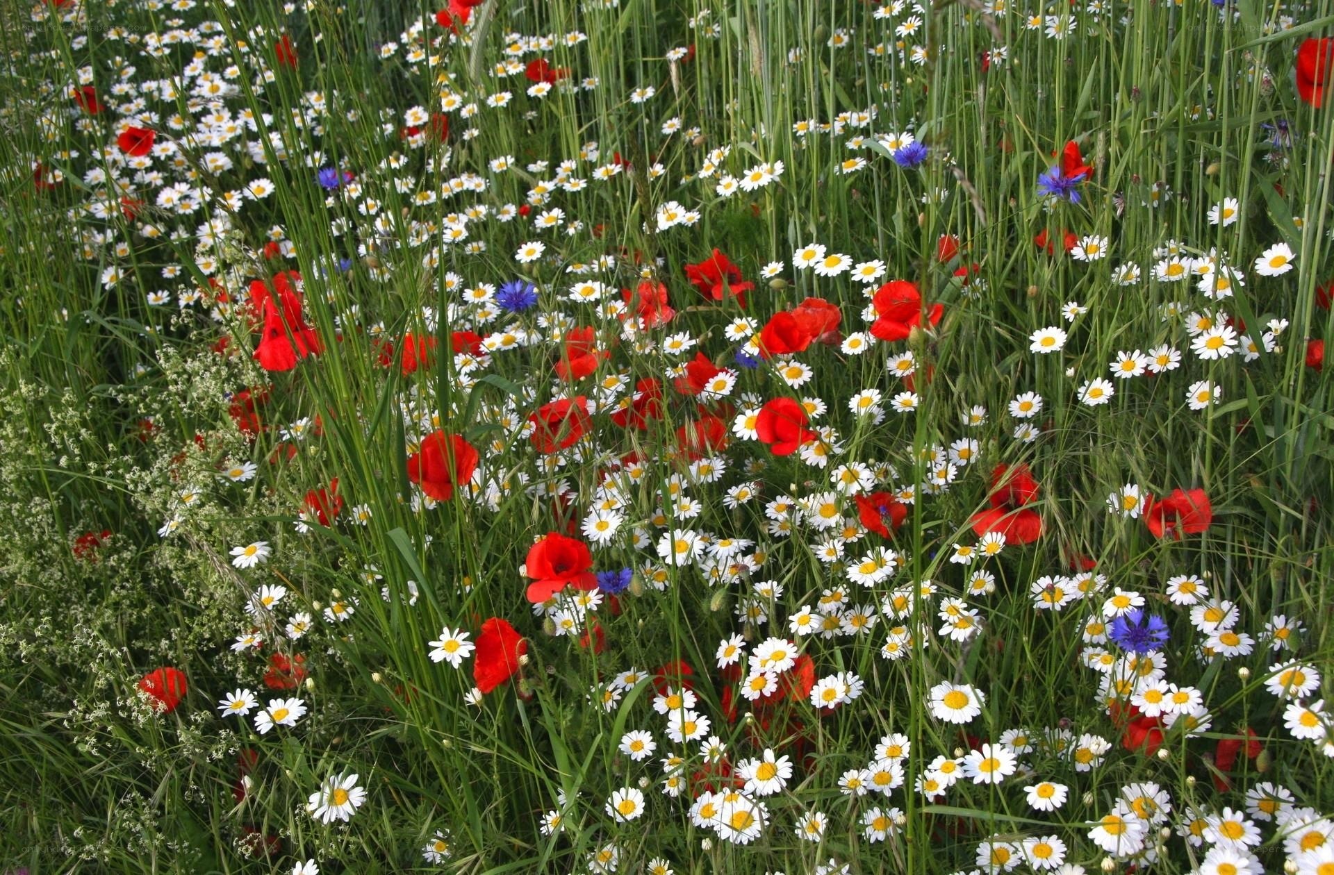 Wildflowers in a meadow