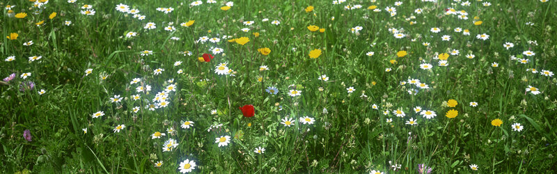 Wildflowers in a meadow