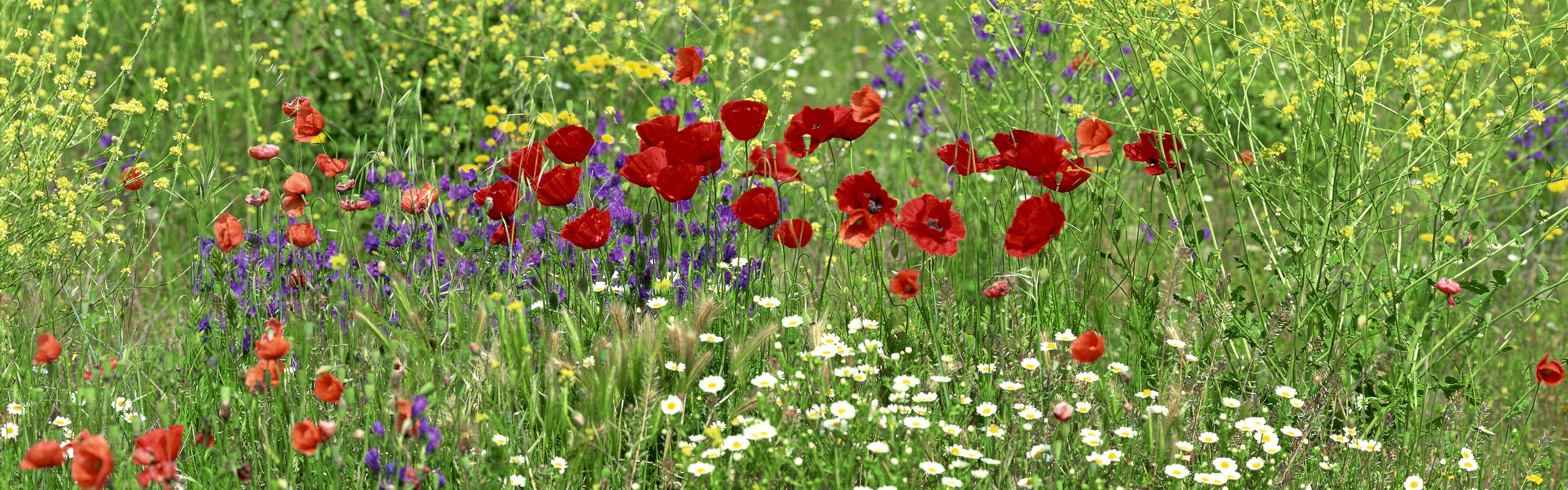 Wildflowers in a meadow
