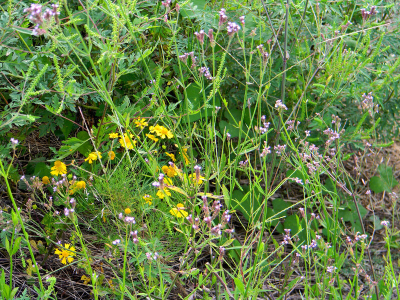wildflowers in a meadow