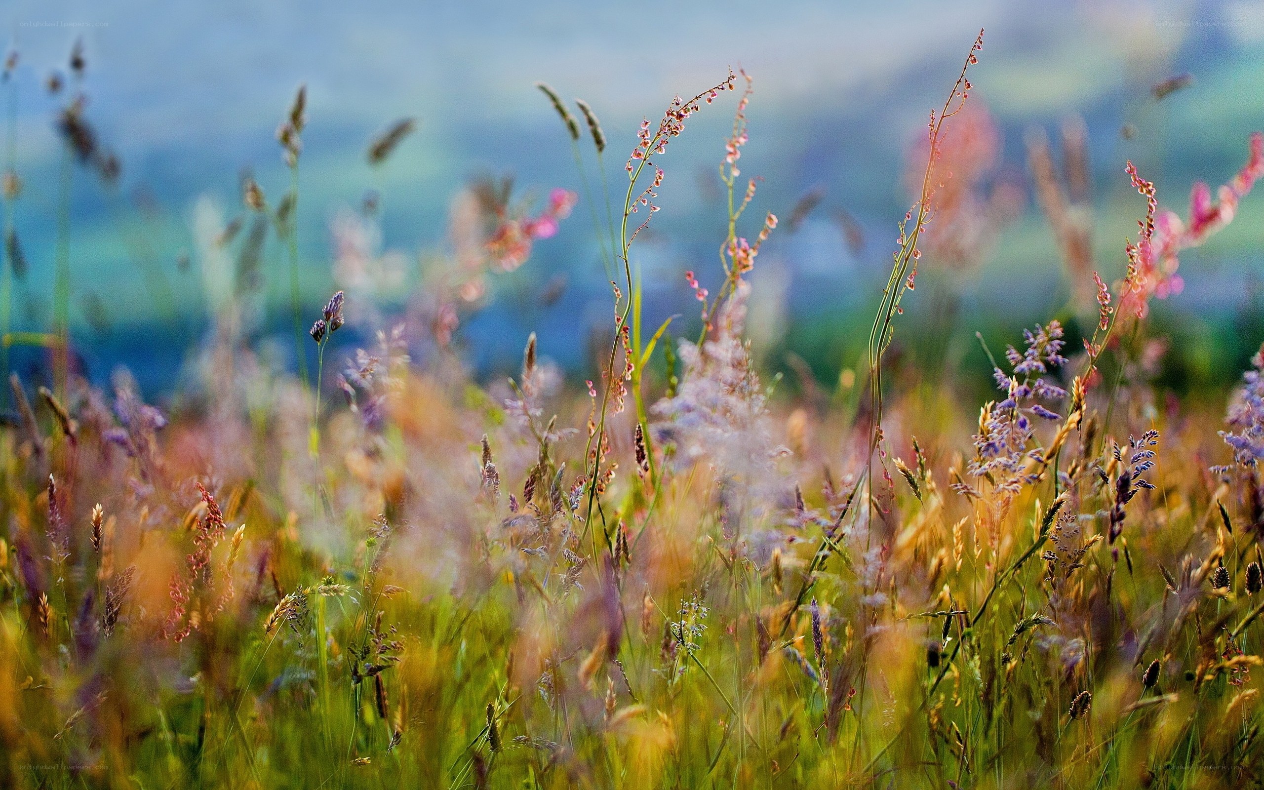 Wildflowers in a meadow