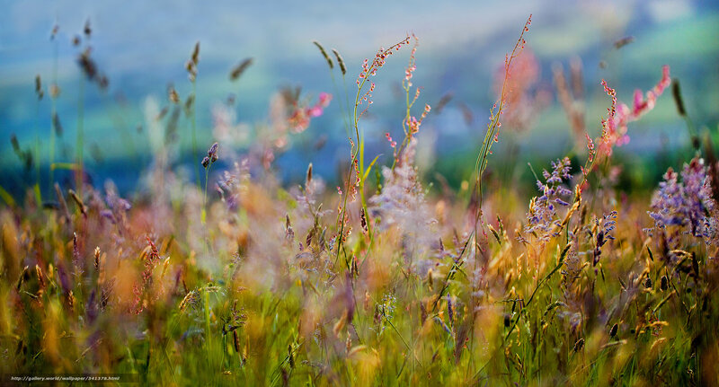 Wildflowers in a meadow