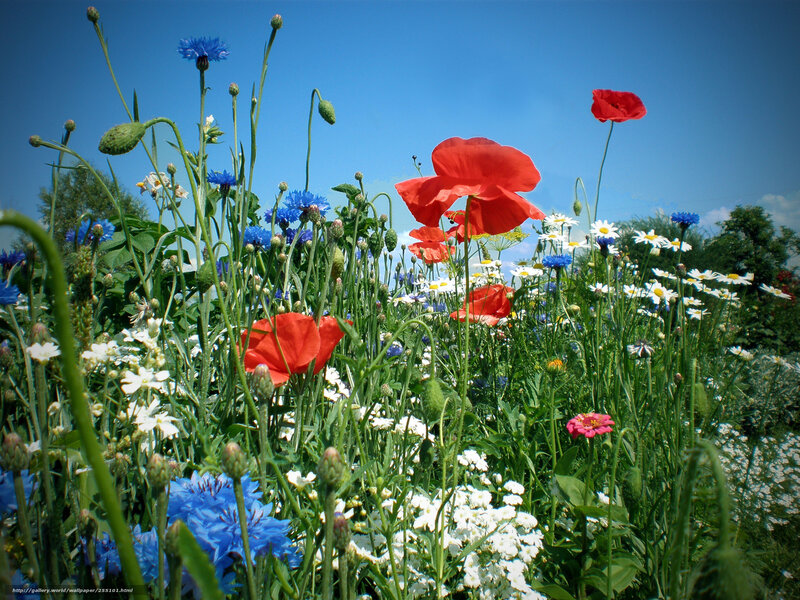 Wildflowers in a Meadow — Blue, Serene, Summer