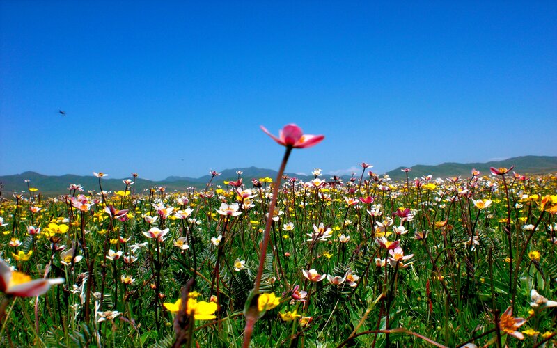 Wildflowers in a Meadow — Blue, Serene