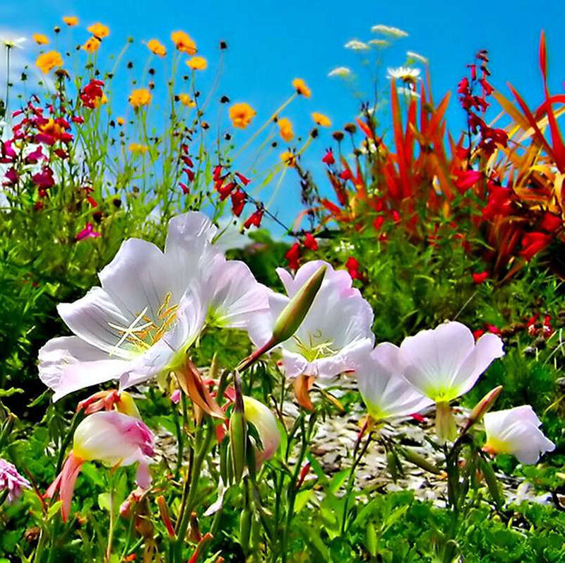 Wildflowers in a Meadow — Blue
