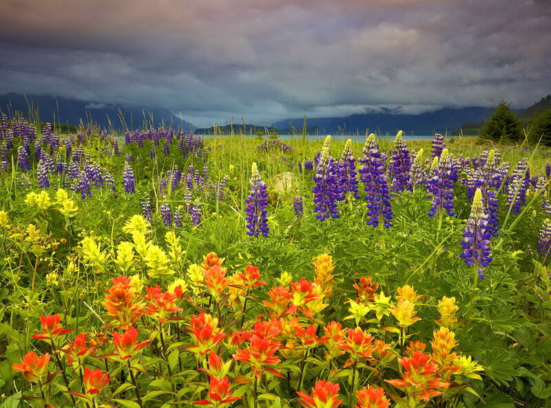 Wildflowers in a Meadow — Green, Dramatic