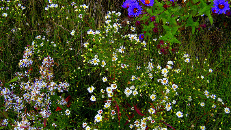 Wildflowers in a Meadow — Green, Natural