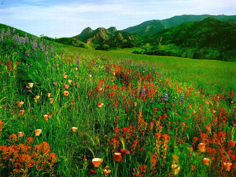Wildflowers in a Meadow — Green, Serene, Afternoon, Photograph