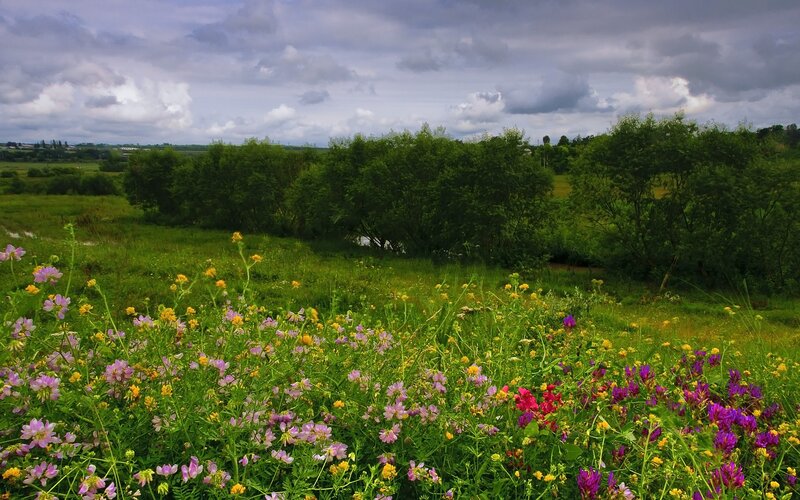 Wildflowers in a Meadow — Green, Serene, Afternoon, Photograph, Trees, Sky