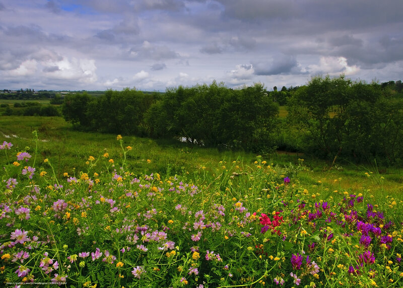 Wildflowers in a Meadow — Green, Serene, Afternoon, Photograph, Trees
