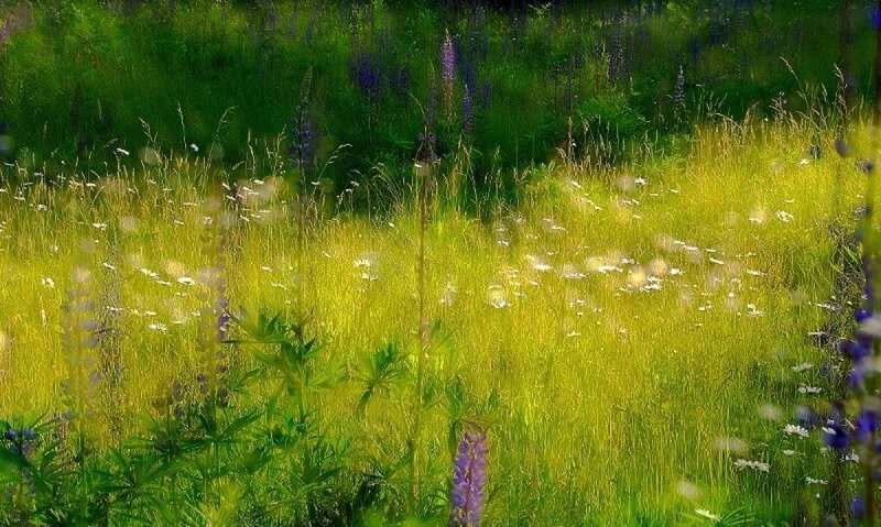 Wildflowers in a Meadow — Green, Serene, Afternoon