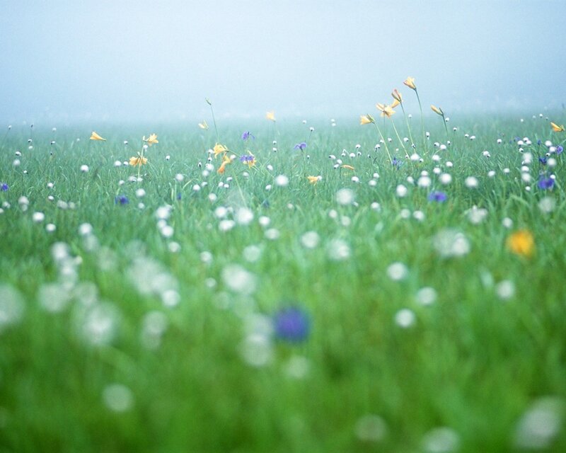 Wildflowers in a Meadow — Green, Serene, Morning, Photograph, Grass