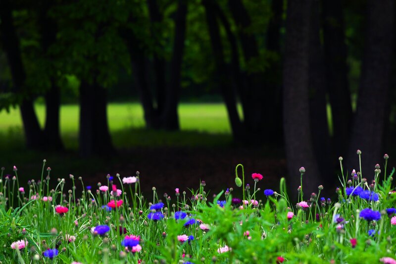 Wildflowers in a Meadow — Green, Serene, Spring