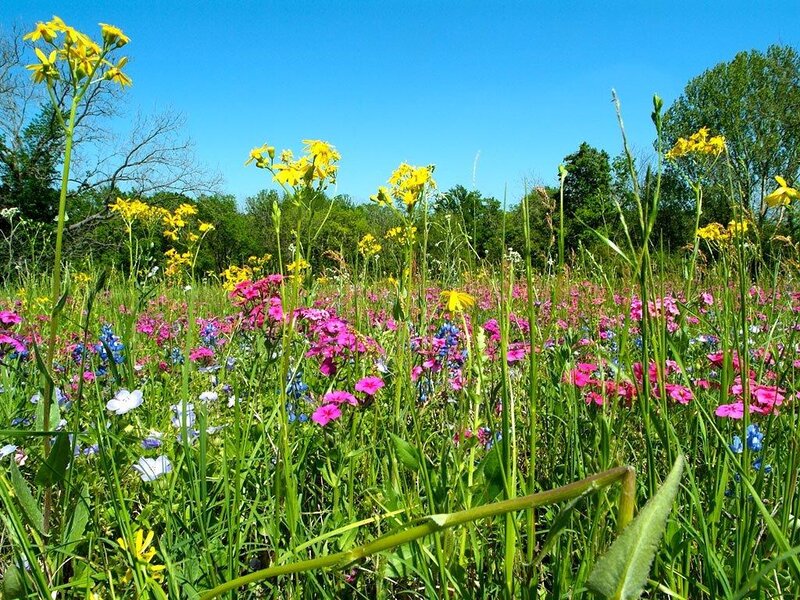 Wildflowers in a Meadow — Green, Serene, Summer, Photograph, Grass