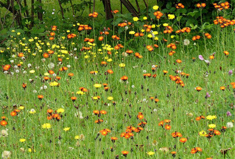 Wildflowers in a Meadow — Green, Serene, Summer, Photograph