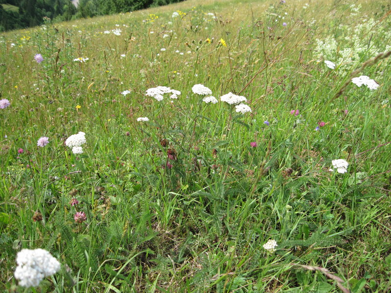 Wildflowers in a Meadow — Green, Serene, Summer