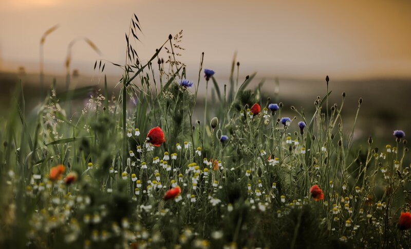 Wildflowers in a Meadow — Green, Serene, Sunset, Photograph
