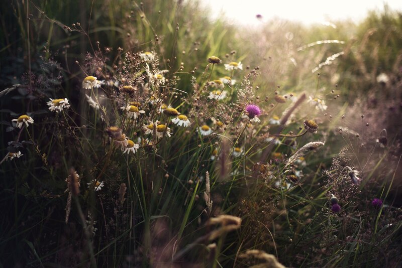 Wildflowers in a Meadow — Green, Serene, Sunset