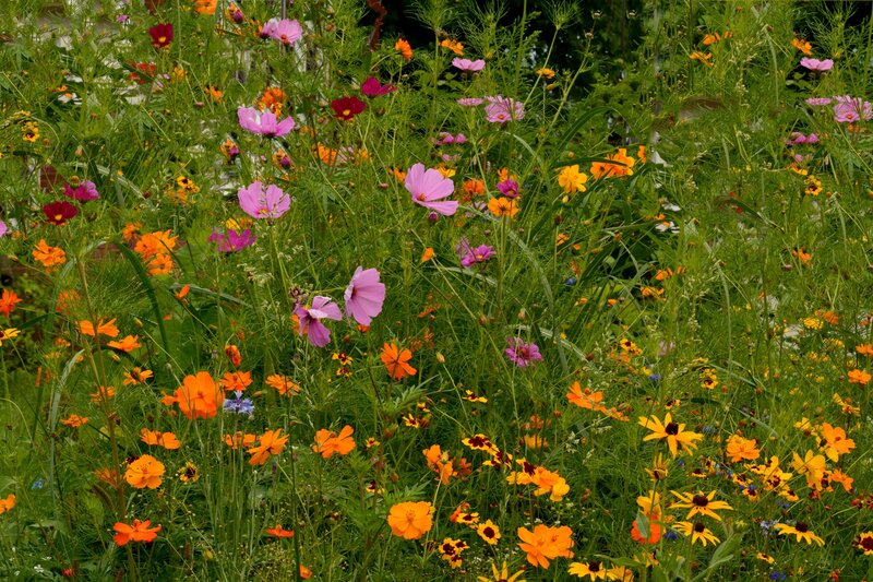 Wildflowers in a Meadow — Orange, Natural