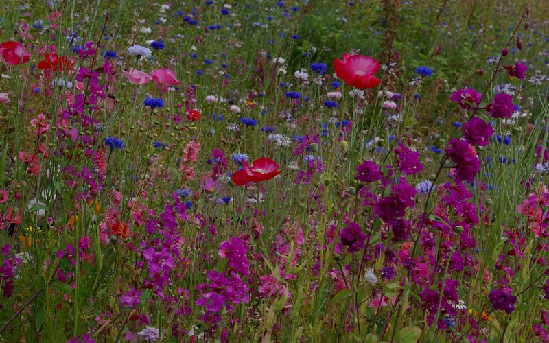 Wildflowers in a Meadow — Pink, Serene, Summer, Photograph