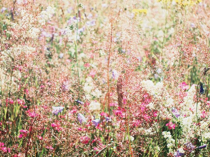 Wildflowers in a Meadow — Pink, Serene