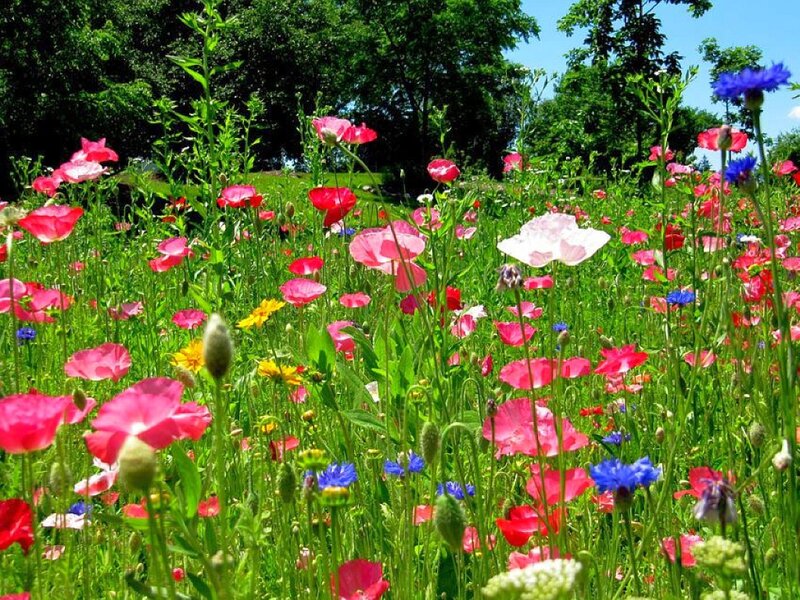 Wildflowers in a Meadow — Pink