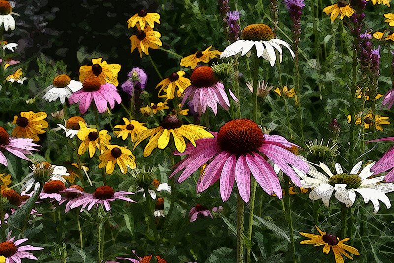 Wildflowers in a Meadow — Pink, Vibrant